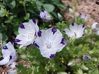 네모필라/민들레