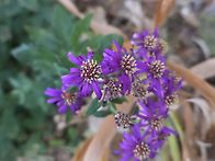 청화쑥부쟁이 색이..