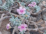 구아다루펜시스