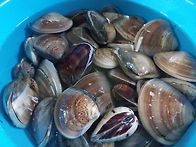 백합을 선물로