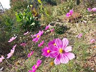 피코티코스모스