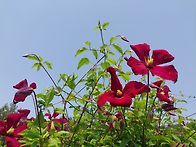 마담 쥴리아