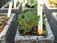 여러가지 바위솔-..