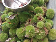 올 밤 수확했어요..