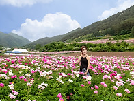 영월 작약 축제 (근화)