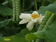 세미원 연꽃