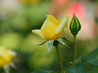 장미 축제