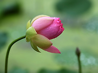 관곡지 우중연(雨中蓮)