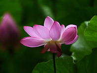 연꽃을 찍는 이유
