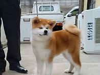 오랜만에 강아지