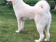 설이(새벽)