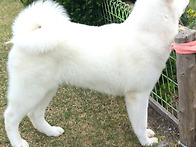 166일령 설이.