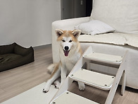 보리 6개월령 근황