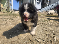 36일차 강아지들