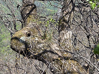 대간36구간 백복령-석병산..