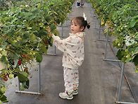 딸기밭 체험&왜관소공원