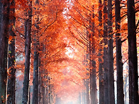 나주 산림연구원