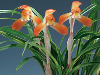 산처녀(山處女)