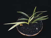 설화(雪花)