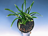 무등산(無等散)