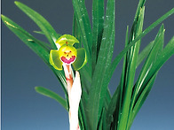 춘광(春光)