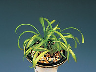 금정송(金井松)