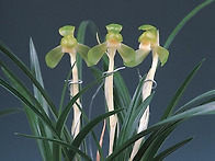 생일소(生日素)