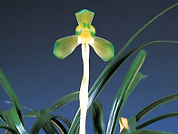 금하소(錦荷素)