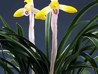 해어화(解語花)