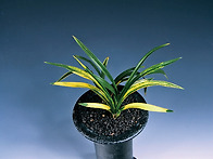 문경호(聞慶虎)