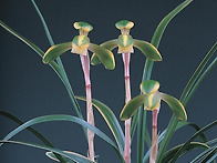 태조관(太祖冠)