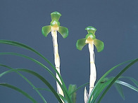 청매소(靑梅素)