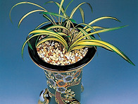 황룡보(黃龍寶)