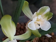 주금소심 천사 기..