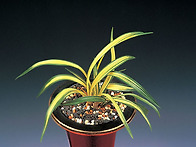 금정보(金井寶)