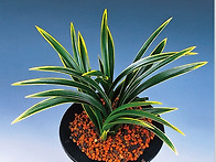 황죽관(黃竹冠)