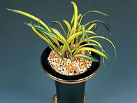 대동보(大東寶)