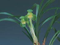 영심소(永心素)