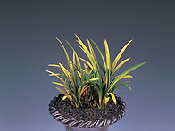 고운해(固雲海)