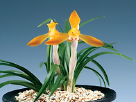 일광(日光)