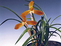 금연화(金蓮花)