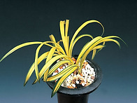 농월수(弄月壽)