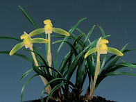 동방소(東邦素)