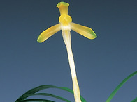 명금소(明金素)