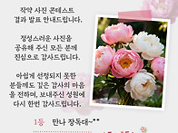 🎉작약사진 경..