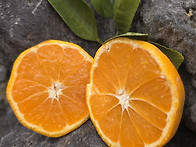 타이벡귤(파치) 15k 3만..