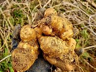 약성이좋은 자연산 돼지감..