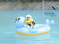 뽀미