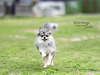 옹이