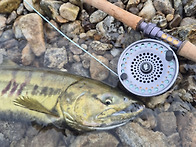 나 사나운 놈이야